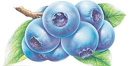 水果——蓝莓图片