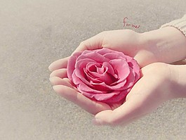 玫瑰物语ppt模板下载