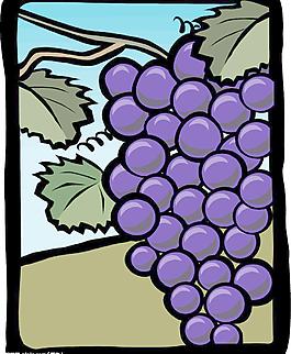 矢量葡萄图片