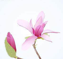 粉色木棉花图片