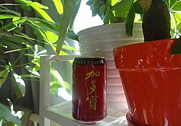 加多宝图片