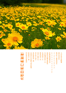 夏日里的野黄花