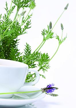 薰衣草花茶图片
