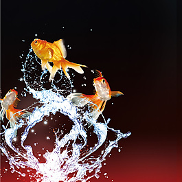 鱼画册封面设计图