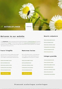 白菊花主题介绍网页模板