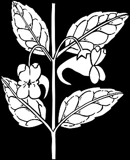 aurella Ku凤仙花