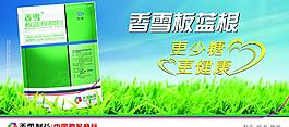 板蓝根图片