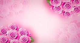 玫瑰花背景图片