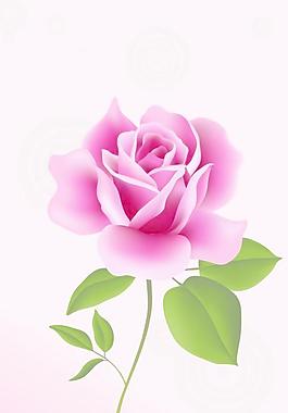 玫瑰花背景图片