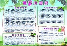 葡萄小知识展板图片