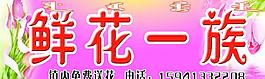 鲜花一族图片
