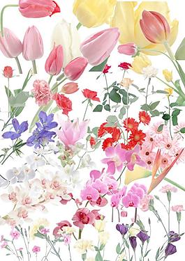 设计花类素材图片