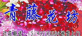 青藤花坊图片