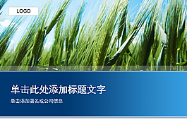 绿色麦穗迎风飘扬PPT模板
