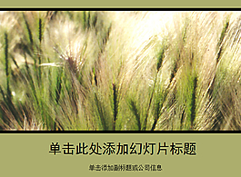 迎风飘扬的小麦穗