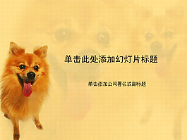 可爱金毛宠物小狗