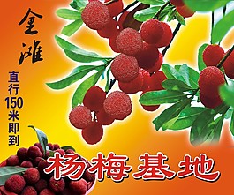 金滩杨梅基地