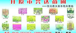 苗木图片