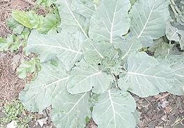 油菜石头水滴图片