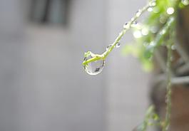 水滴微距图片