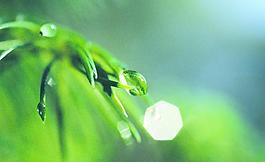 绿植水滴图片