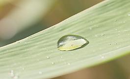树叶上的水滴图片