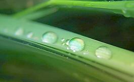水滴露水微距摄影图片