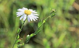 清晨 小菊花图片