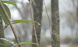 绿叶中的春雨图片