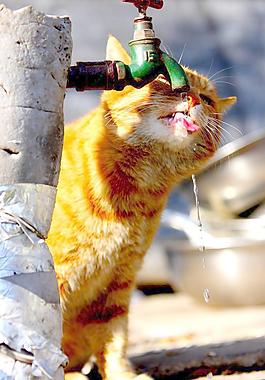 猫咪 喝水图片