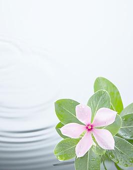 绿叶鲜花水波图片