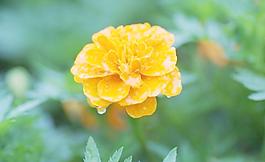 雨后的花竟如此美丽图片