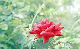 玫瑰花图片