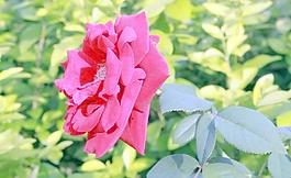 玫瑰花图片