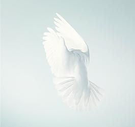 鸽子图片