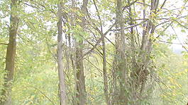 夫妇在桥上的4股的录像