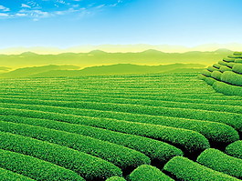 茶叶种植基地PPT