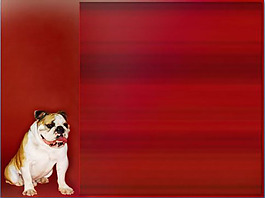 搞笑的宠物PPT模板