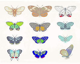 老式的蝴蝶标本设计矢量图01