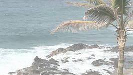 棕榈树和海景3股票的录像 视频免费下载