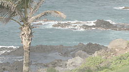 棕榈树和海景2股票的录像 视频免费下载