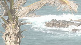 棕榈树和海景股票视频 视频免费下载