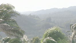 太阳照在夏威夷棕榈树的叶子股票视频 视频免费下载