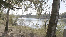 莱茵黑森林树木股票视频 视频免费下载