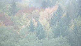 树木在秋天的德国股票视频 视频免费下载