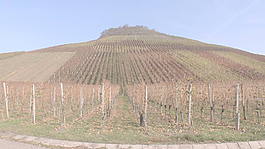 在深秋的股票视频山葡萄园 视频免费下载