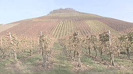 在深秋的股票视频山葡萄园 视频免费下载