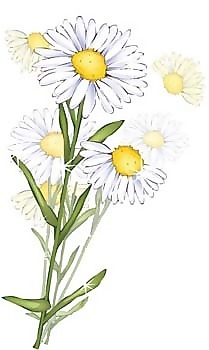 romashka菊花10