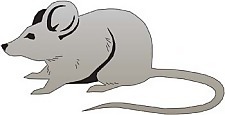 老鼠13向量