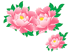 牡丹花